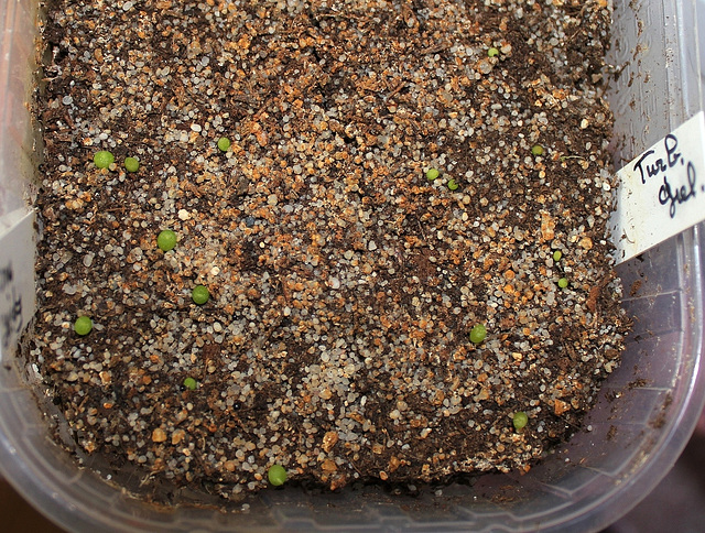 Semis turbinicactus et Epithelanta