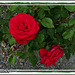 roses du Clos des Vignes