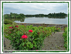 le Clos  des Vignes et la LOIRE