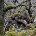 Wistmans Wood - Dartmoor - 120331