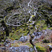 Wistmans Wood - Dartmoor - 120331