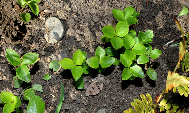 plantules hellébores