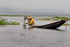 Fishing carp with a conical net on Inle lake