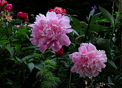 Pivoine Triomphe Exposition de Lilles