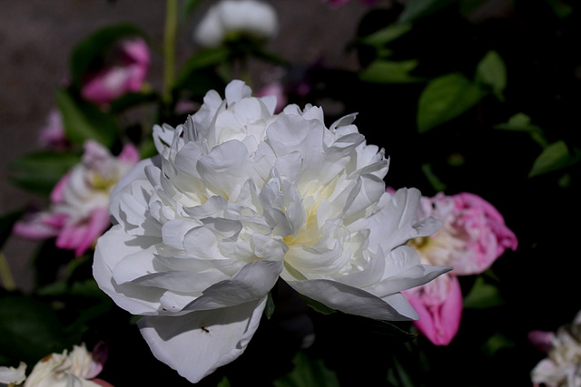 Pivoine blanche inconnue des voisins (2)