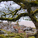 Wistmans Wood - Dartmoor - 120331