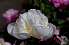 Pivoine blanche inconnue des voisins (3)