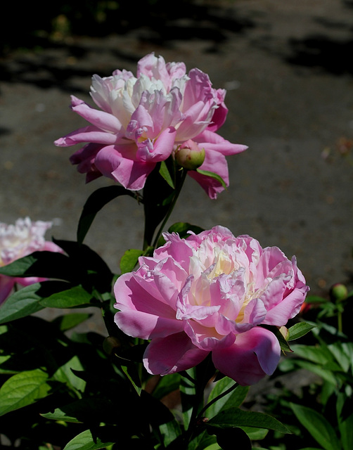 Pivoine inconnue du voisin