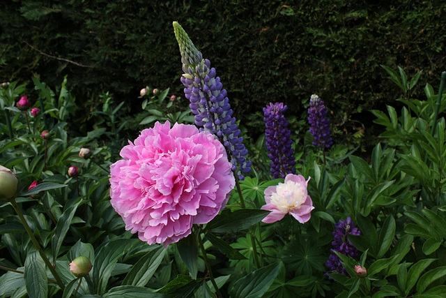 Pivoine Triomphe de l'exposition de Lilles