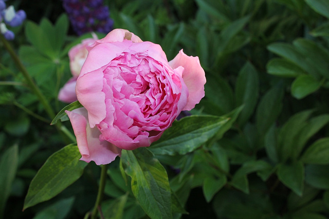 Pivoine Triomphe de l'exposition de Lilles (2)