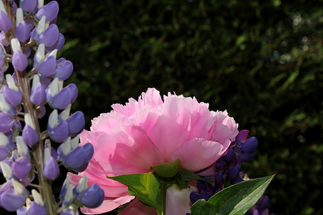 Pivoine Triomphe de l'exposition de Lilles (6)