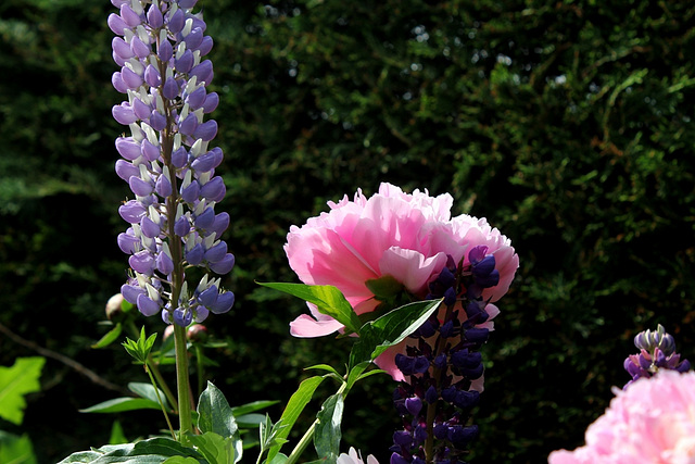 Pivoine Triomphe de l'exposition de Lilles (7)