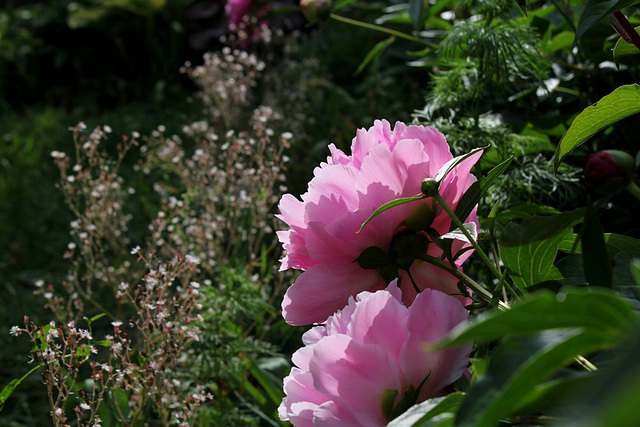 Pivoine Triomphe de l'exposition de Lilles (7)