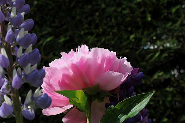 Pivoine Triomphe de l'exposition de Lilles (7)