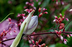 Fleur d'Hosta- Jardin 2012