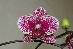 Phalaenopsis Hi-Sin