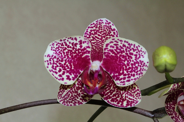 Phalaenopsis Hi-Sin