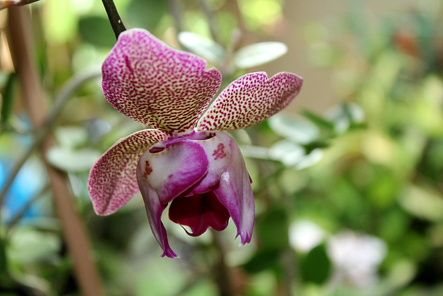 Phalaenopsis pélorique (3)