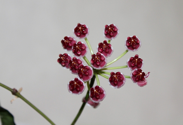 Hoya wayetii (2)