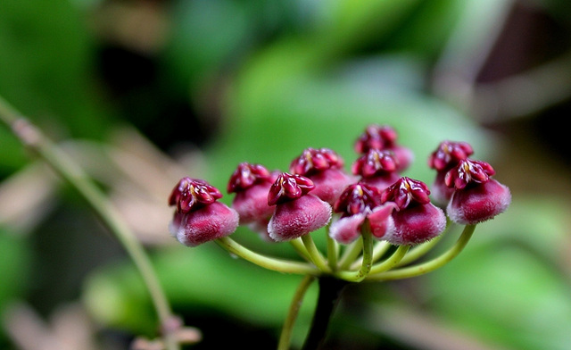 Hoya wayetii (3)