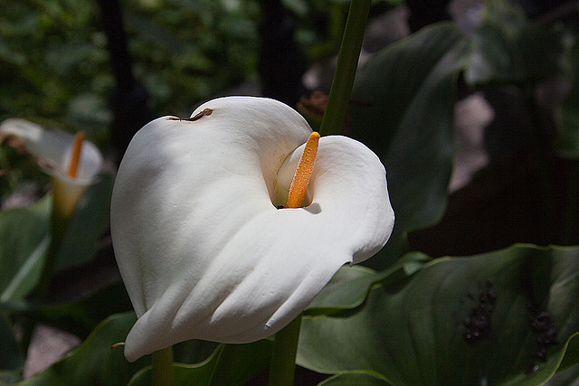 20120506 8920RAw [E] Calla, Trujillo, Extremadura