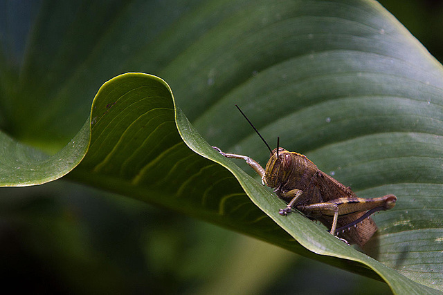 20120506 8922RAw [E] Heuschrecke