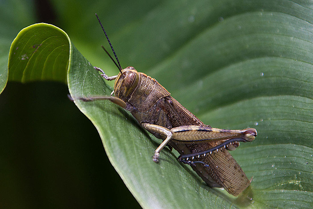 20120506 8923RAw [E] Heuschrecke