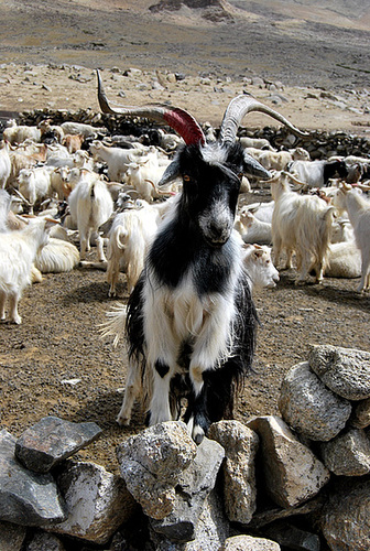 Pashmina goats