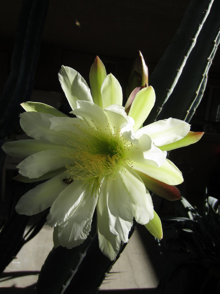 Night Blooming Cactus (0789)