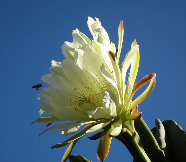 Night Blooming Cactus (0791)