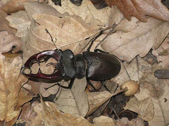 Lukano (Lucanus)