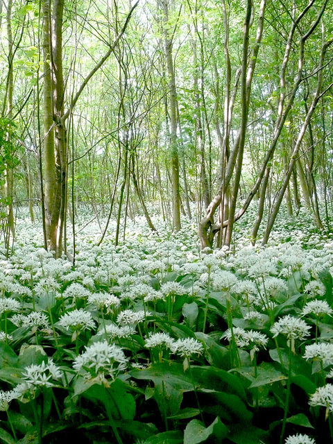 BLANC : l'odorante égérie des forêts , la fleur de l'ail des ours