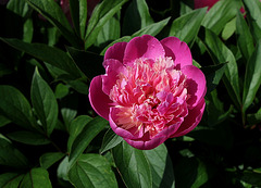 Pivoine Madame Furtado