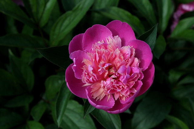 Pivoine Madame Furtado