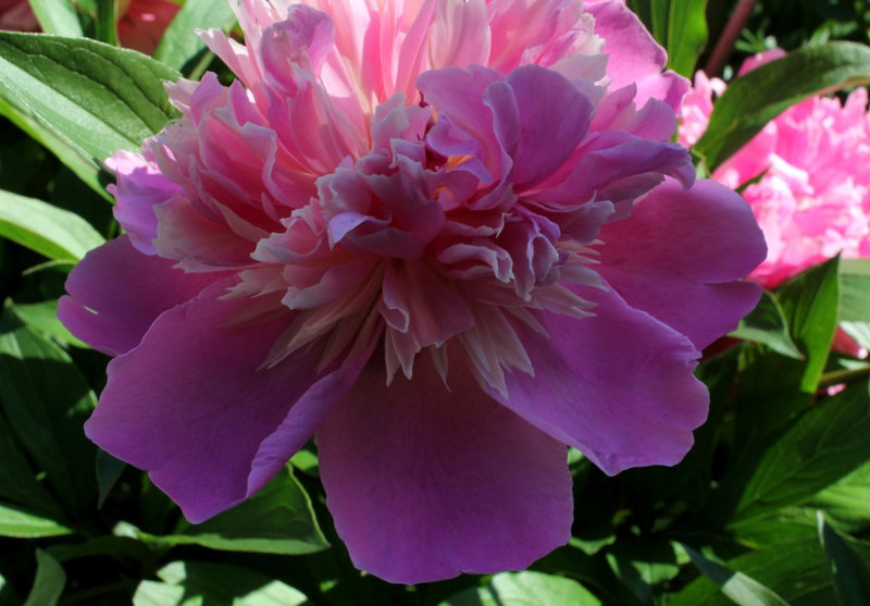 Pivoine Madame Furtado