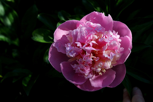 Pivoine Madame Furtado