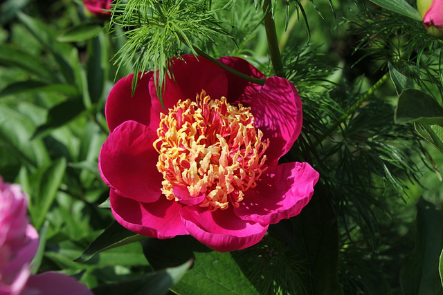 Pivoine Aztec (2)