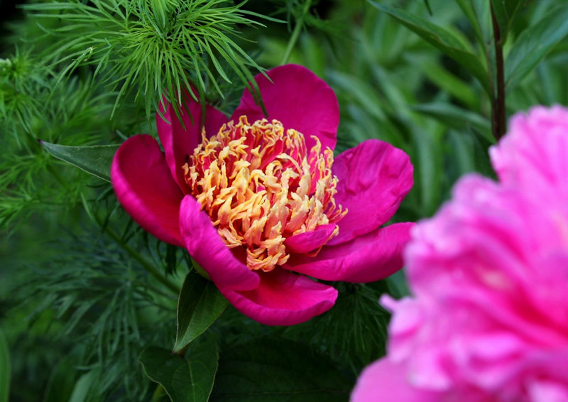 Pivoine Aztec (3)