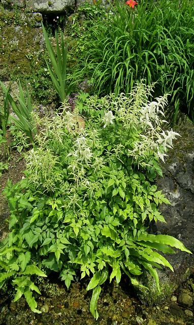 Fleurs blanches