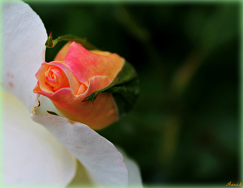 BOUTON DE ROSE ***