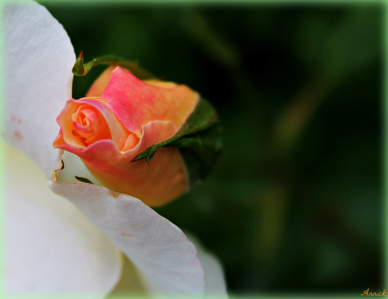 BOUTON DE ROSE ***