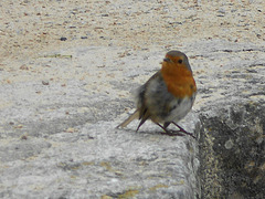 rouge gorge,,