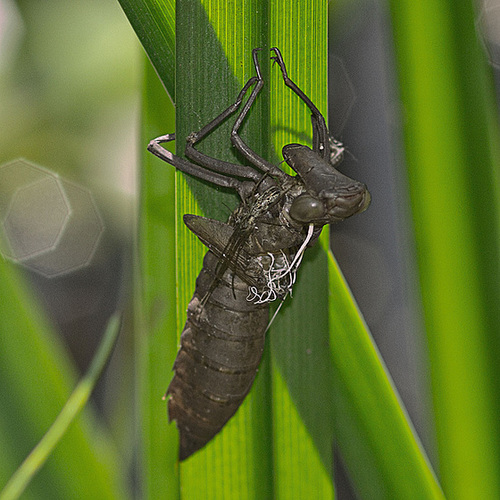 dragonfly swimsuit