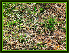 A Patch of Green