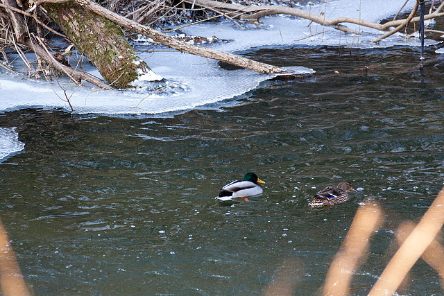 20120210 7141RAw [D~LIP] Stockenten, Werre, UWZ, Bad Salzuflen