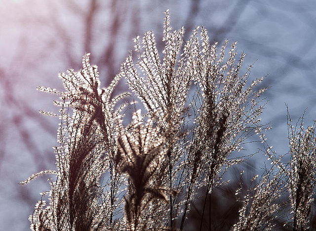 20120210 7137RAw [D~LIP] Schilfrohr (Phragmites australis), UWZ, Bad Salzuflen