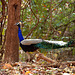 Peacock....milieu naturel