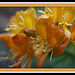 chèvrefeuilles de mon jardin