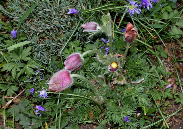 Anémone pulsatille