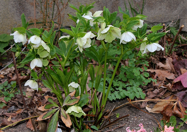 hellébore orientale blanche